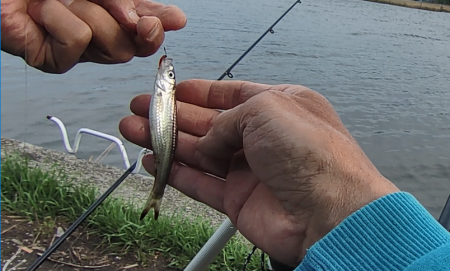 少し季節遅れのホンモロコ釣り